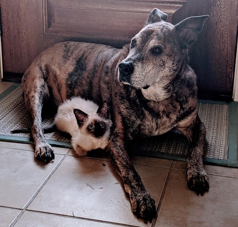 A very tiny kitten snuggles up against a big brindle pit/hound dog, as they both lay on the floor. 