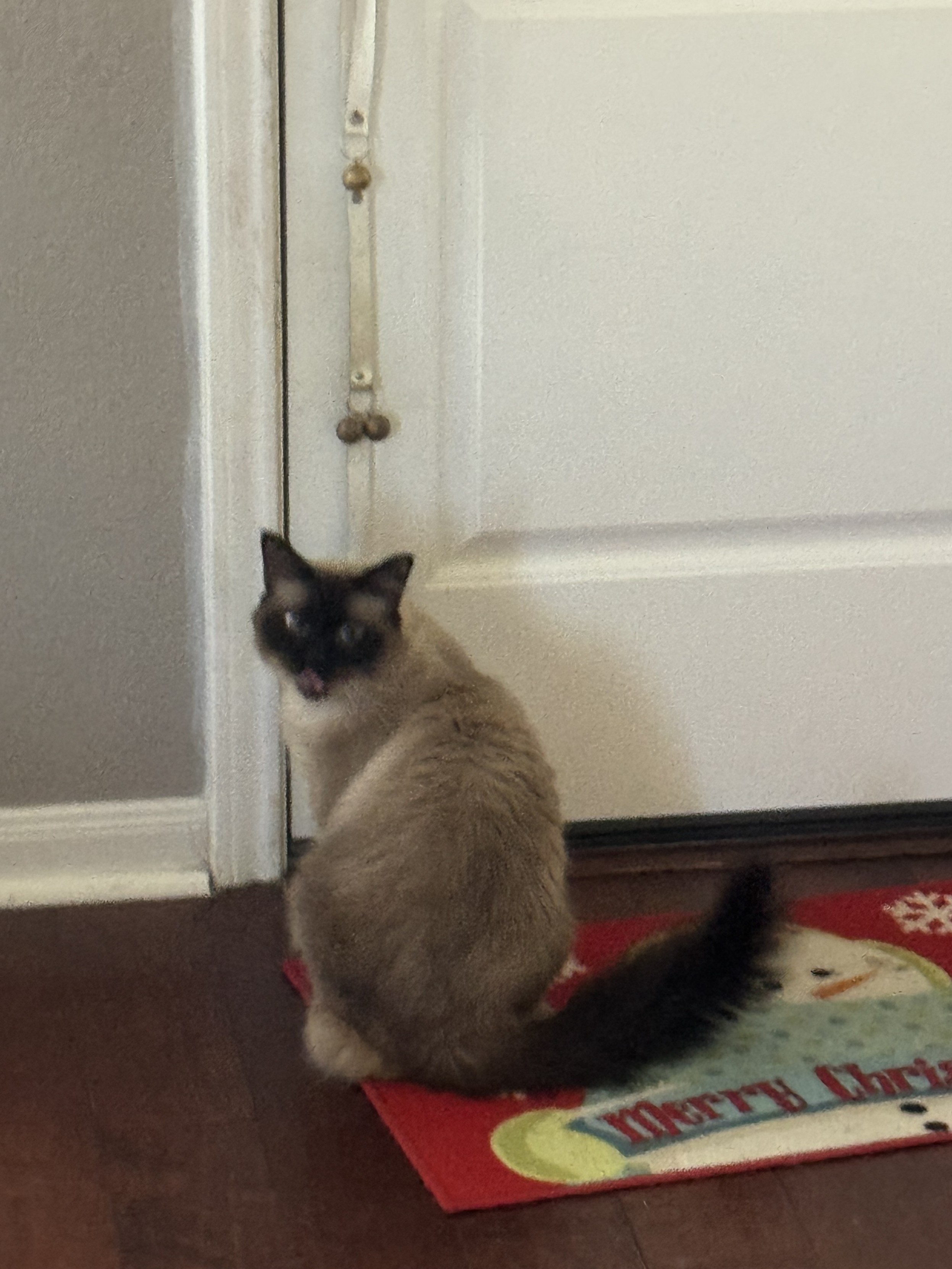 A cat sitting by the back door, looking at me expectantly.