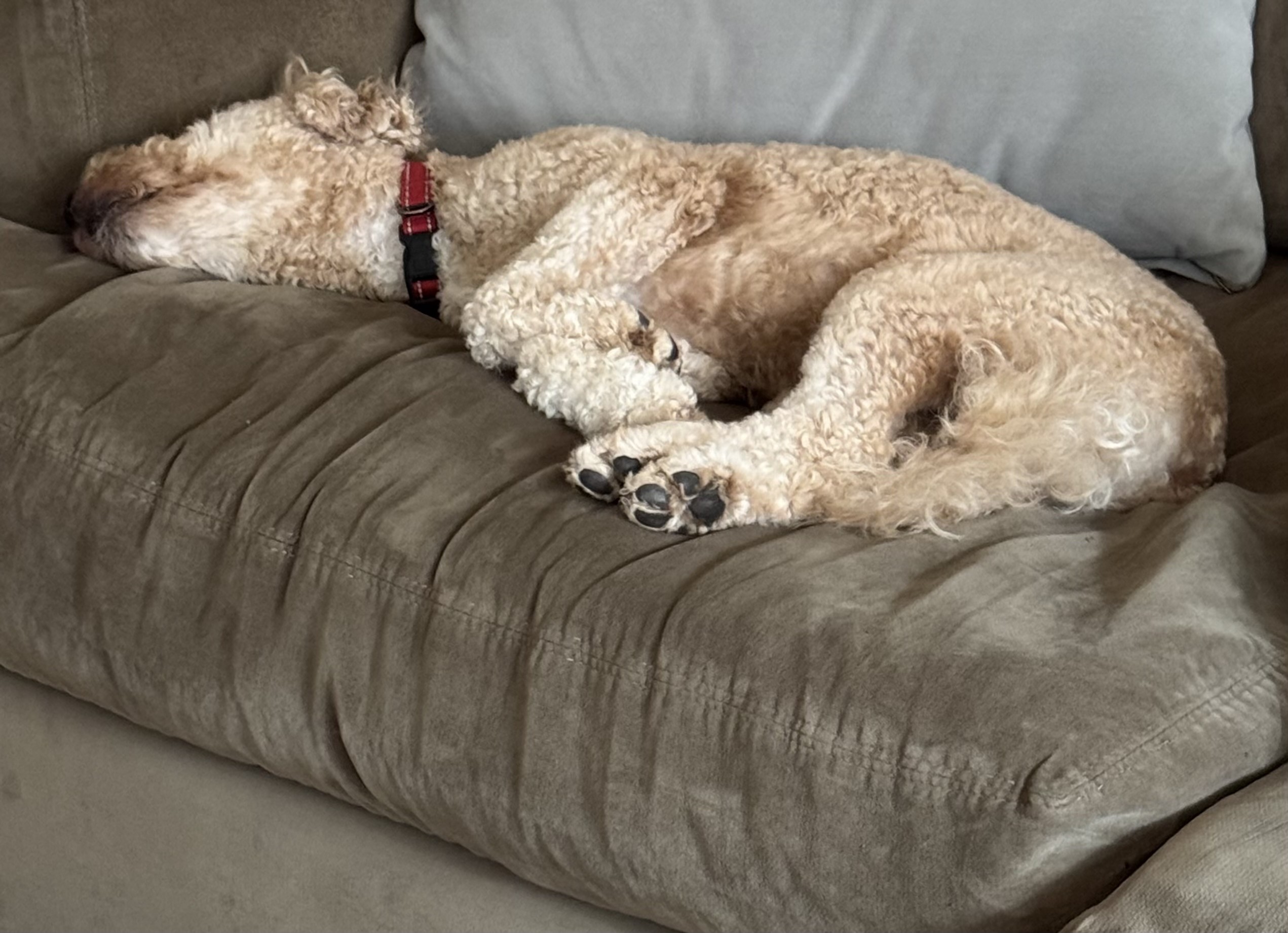 Biscuit T. Dog lays on the old couch in my office, dead asleep.